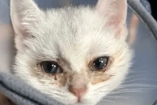 猫咪为什么会患上泪囊炎，饮食不当、眼部疾病等因素都会引起