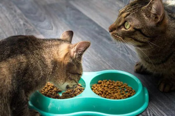 猫咪为什么会患上泪囊炎，饮食不当、眼部疾病等因素都会引起