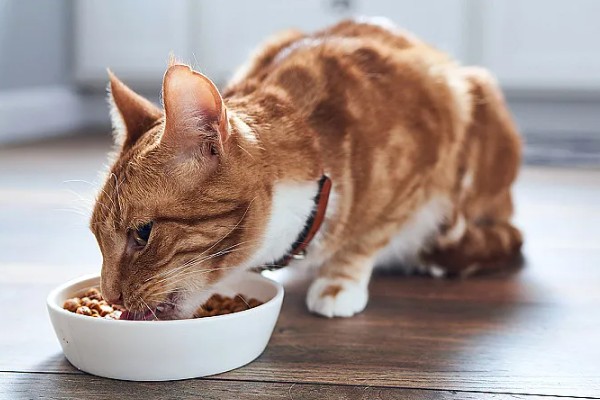 猫咪为什么会患上泪囊炎，饮食不当、眼部疾病等因素都会引起