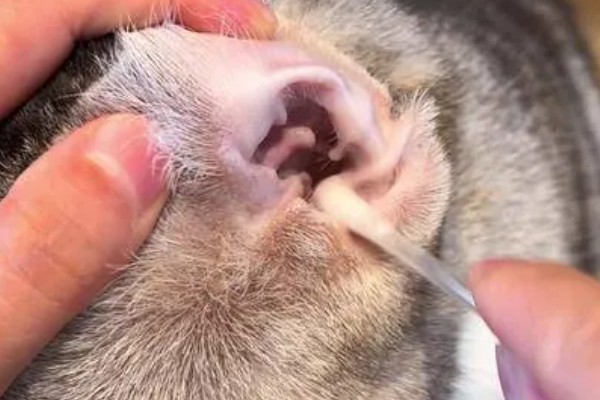 猫咪为什么会患上泪囊炎，饮食不当、眼部疾病等因素都会引起