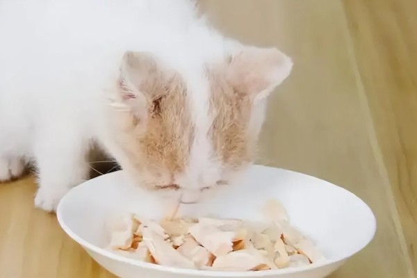 猫咪为什么会患上泪囊炎，饮食不当、眼部疾病等因素都会引起