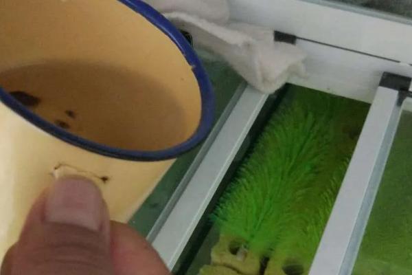 养鱼的水质不好如何处理，要注意经常换水
