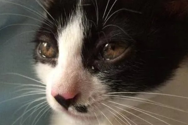 猫咪为什么会患上泪囊炎，饮食不当、眼部疾病等因素都会引起