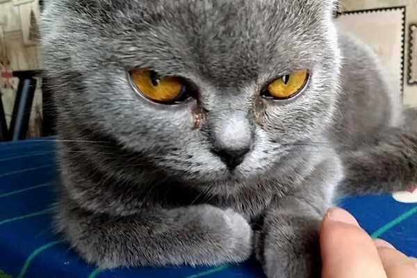 猫咪为什么会患上泪囊炎，饮食不当、眼部疾病等因素都会引起