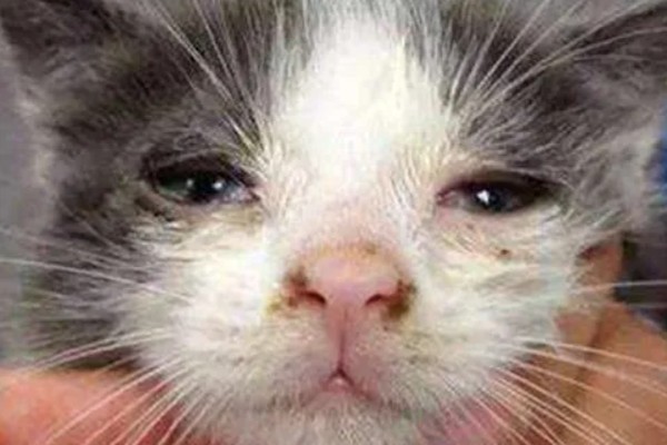 猫咪为什么会患上泪囊炎，饮食不当、眼部疾病等因素都会引起