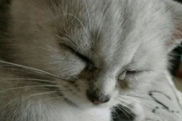 猫咪为什么会患上泪囊炎，饮食不当、眼部疾病等因素都会引起