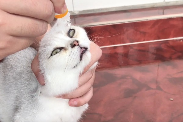 猫咪为什么会患上泪囊炎，饮食不当、眼部疾病等因素都会引起