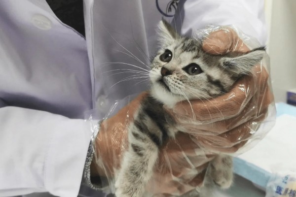 猫咪为什么会患上泪囊炎，饮食不当、眼部疾病等因素都会引起