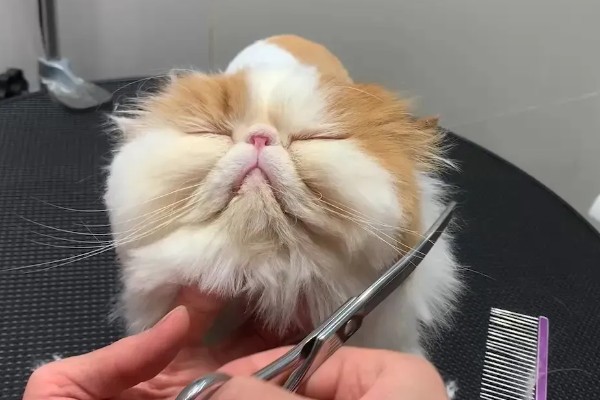 猫咪为什么会患上泪囊炎，饮食不当、眼部疾病等因素都会引起