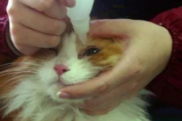 猫咪为什么会患上泪囊炎，饮食不当、眼部疾病等因素都会引起