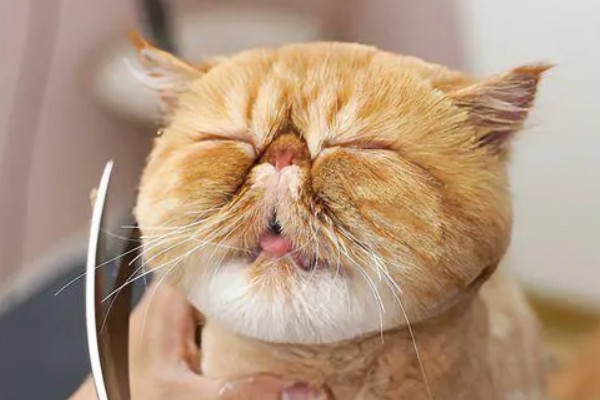 猫咪为什么会患上泪囊炎，饮食不当、眼部疾病等因素都会引起