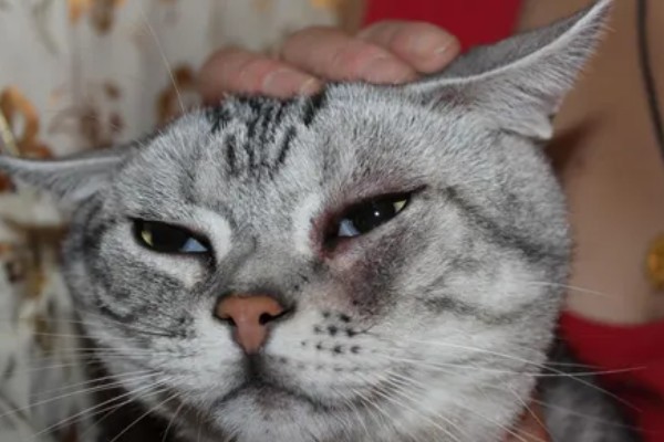 猫咪为什么会患上泪囊炎，饮食不当、眼部疾病等因素都会引起