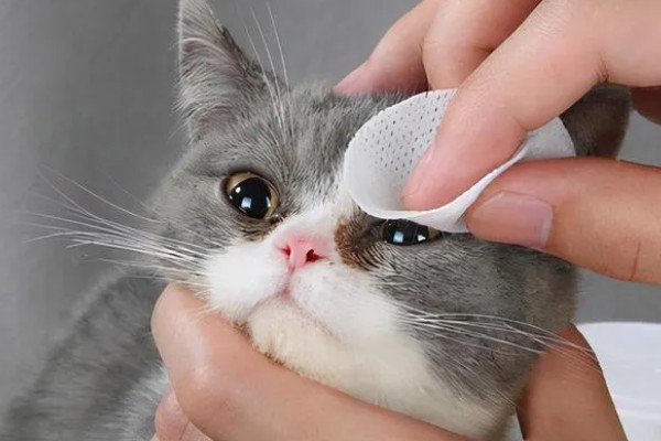 猫咪为什么会患上泪囊炎，饮食不当、眼部疾病等因素都会引起