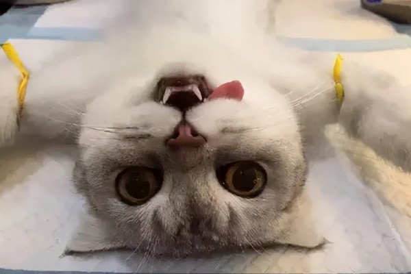 猫哼哼的原因，可能是处于发情期