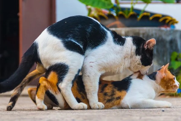 猫哼哼的原因，可能是处于发情期