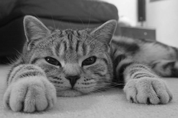 猫哼哼的原因，可能是处于发情期