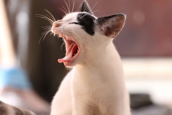 猫哼哼的原因，可能是处于发情期