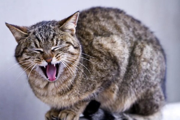 猫哼哼的原因，可能是处于发情期