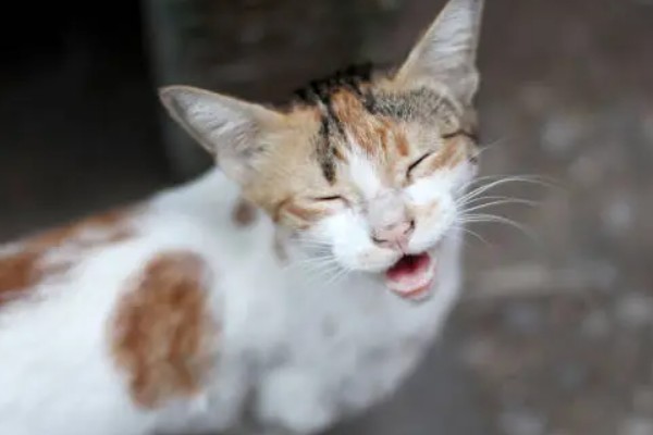 猫哼哼的原因，可能是处于发情期