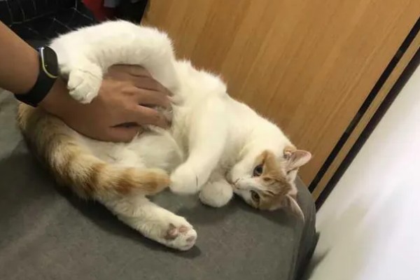 猫哼哼的原因，可能是处于发情期
