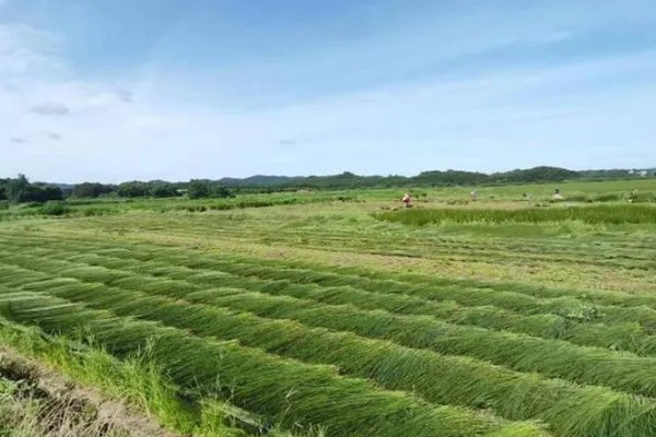 灯心草如何种植，繁殖方法为种子繁殖和分蔸繁殖