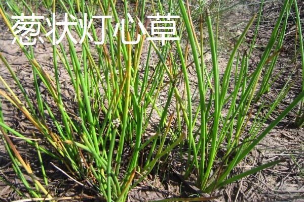 灯心草如何种植，繁殖方法为种子繁殖和分蔸繁殖
