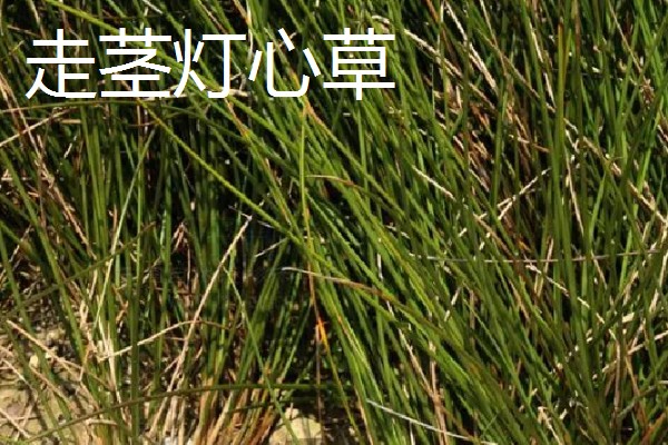 灯心草如何种植，繁殖方法为种子繁殖和分蔸繁殖