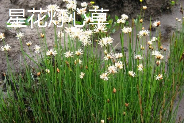 灯心草如何种植，繁殖方法为种子繁殖和分蔸繁殖