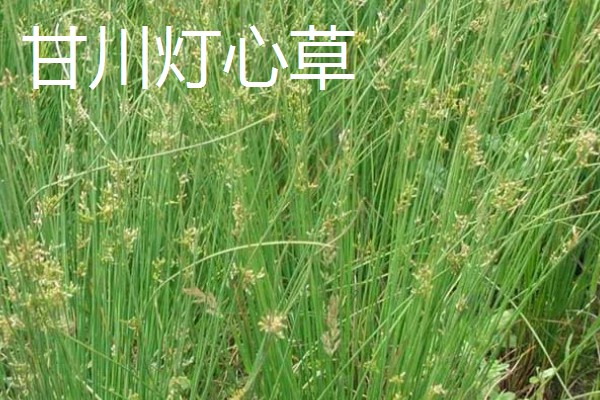灯心草如何种植，繁殖方法为种子繁殖和分蔸繁殖
