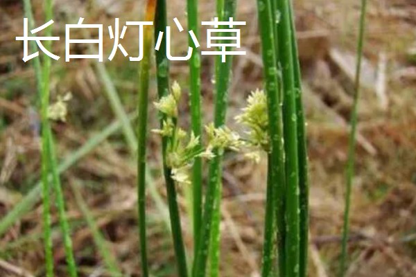 灯心草如何种植，繁殖方法为种子繁殖和分蔸繁殖