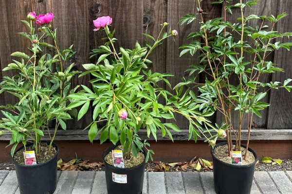 芍药一年开花几次，一年开一次