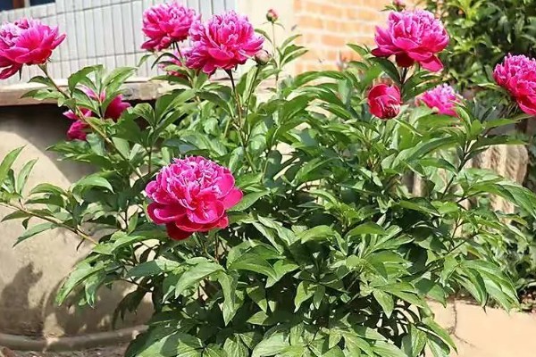 芍药一年开花几次，一年开一次