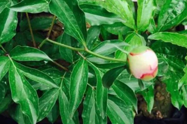 芍药一年开花几次，一年开一次