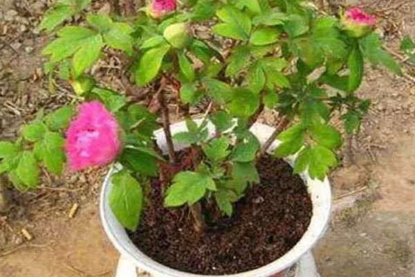 芍药一年开花几次，一年开一次