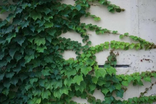 种爬山虎有哪些危害,容易招蛇和破坏墙壁