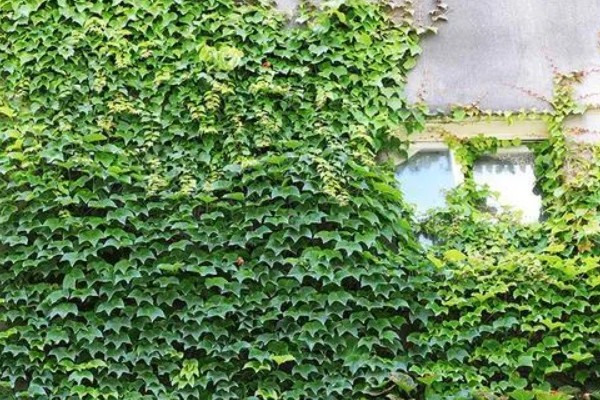 种爬山虎有哪些危害,容易招蛇和破坏墙壁