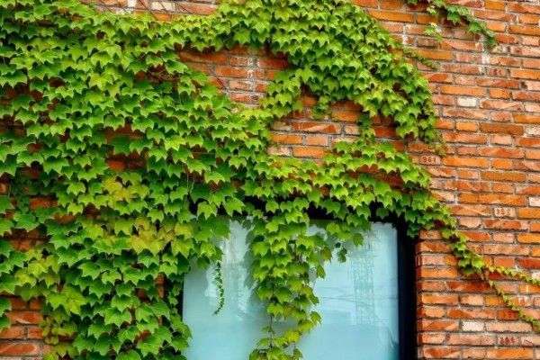 种爬山虎有哪些危害,容易招蛇和破坏墙壁