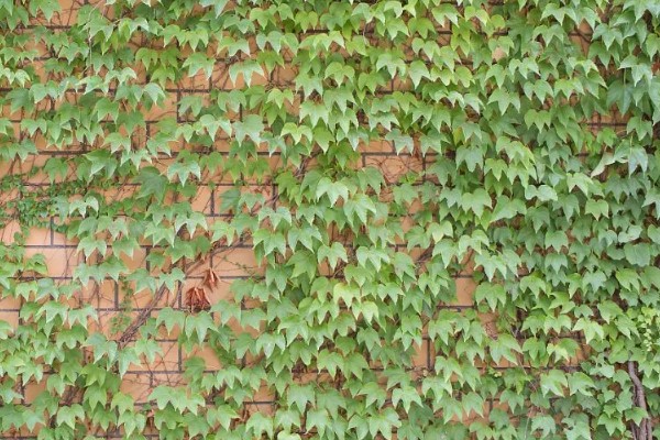 种爬山虎有哪些危害,容易招蛇和破坏墙壁