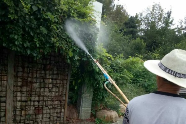 种爬山虎有哪些危害,容易招蛇和破坏墙壁