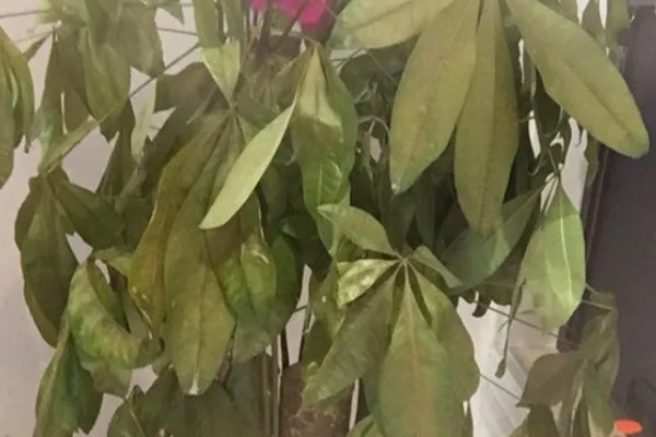 发财树冬天叶子耷拉了的原因，可能是环境过冷或过于干燥所致