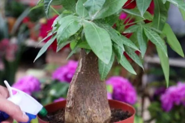 发财树冬天叶子耷拉了的原因，可能是环境过冷或过于干燥所致