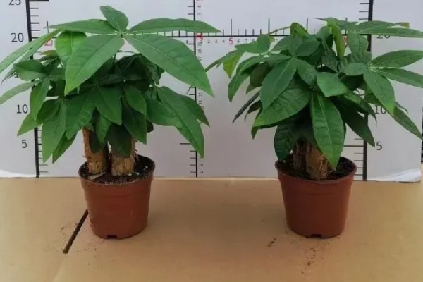 发财树冬天叶子耷拉了的原因，可能是环境过冷或过于干燥所致