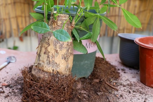 发财树冬天叶子耷拉了的原因，可能是环境过冷或过于干燥所致