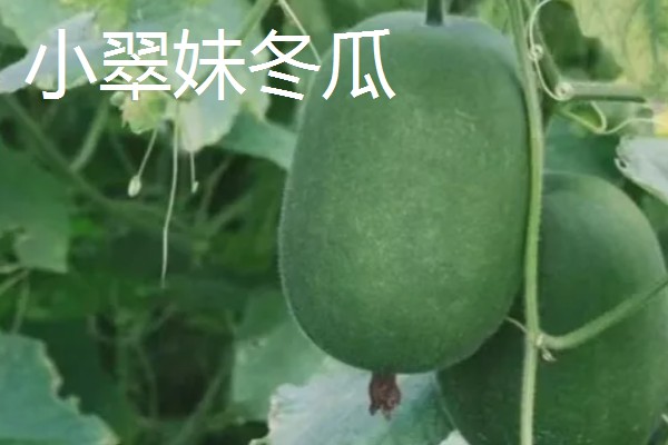 冬瓜适合种什么品种,可选择小翠妹冬瓜、嫩仔1号等