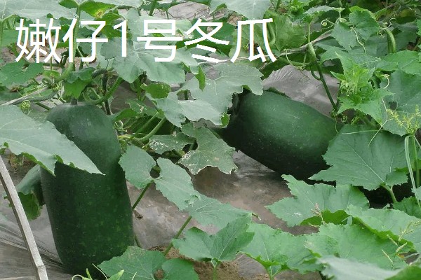 冬瓜适合种什么品种,可选择小翠妹冬瓜、嫩仔1号等