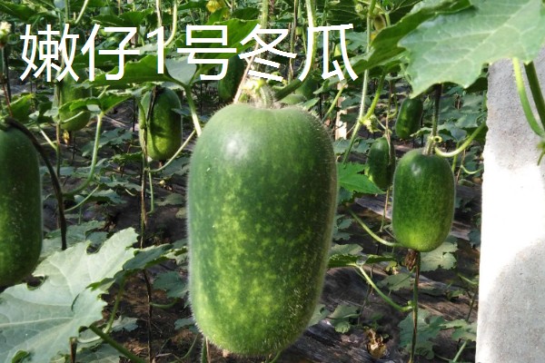 冬瓜适合种什么品种,可选择小翠妹冬瓜、嫩仔1号等