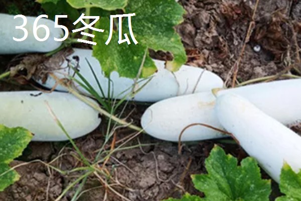 冬瓜适合种什么品种,可选择小翠妹冬瓜、嫩仔1号等