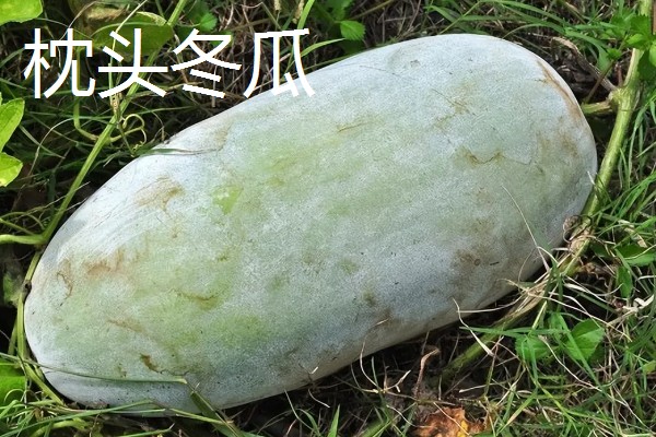 冬瓜适合种什么品种,可选择小翠妹冬瓜、嫩仔1号等
