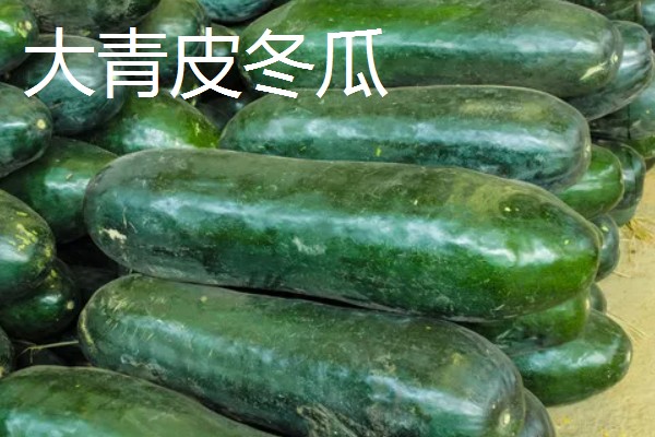 冬瓜适合种什么品种,可选择小翠妹冬瓜、嫩仔1号等