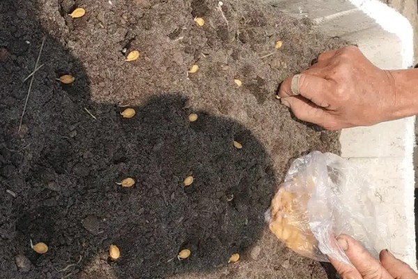 冬瓜适合种什么品种,可选择小翠妹冬瓜、嫩仔1号等